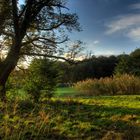 Märchen-Urwald-Lichtung