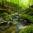 Märchen Wald