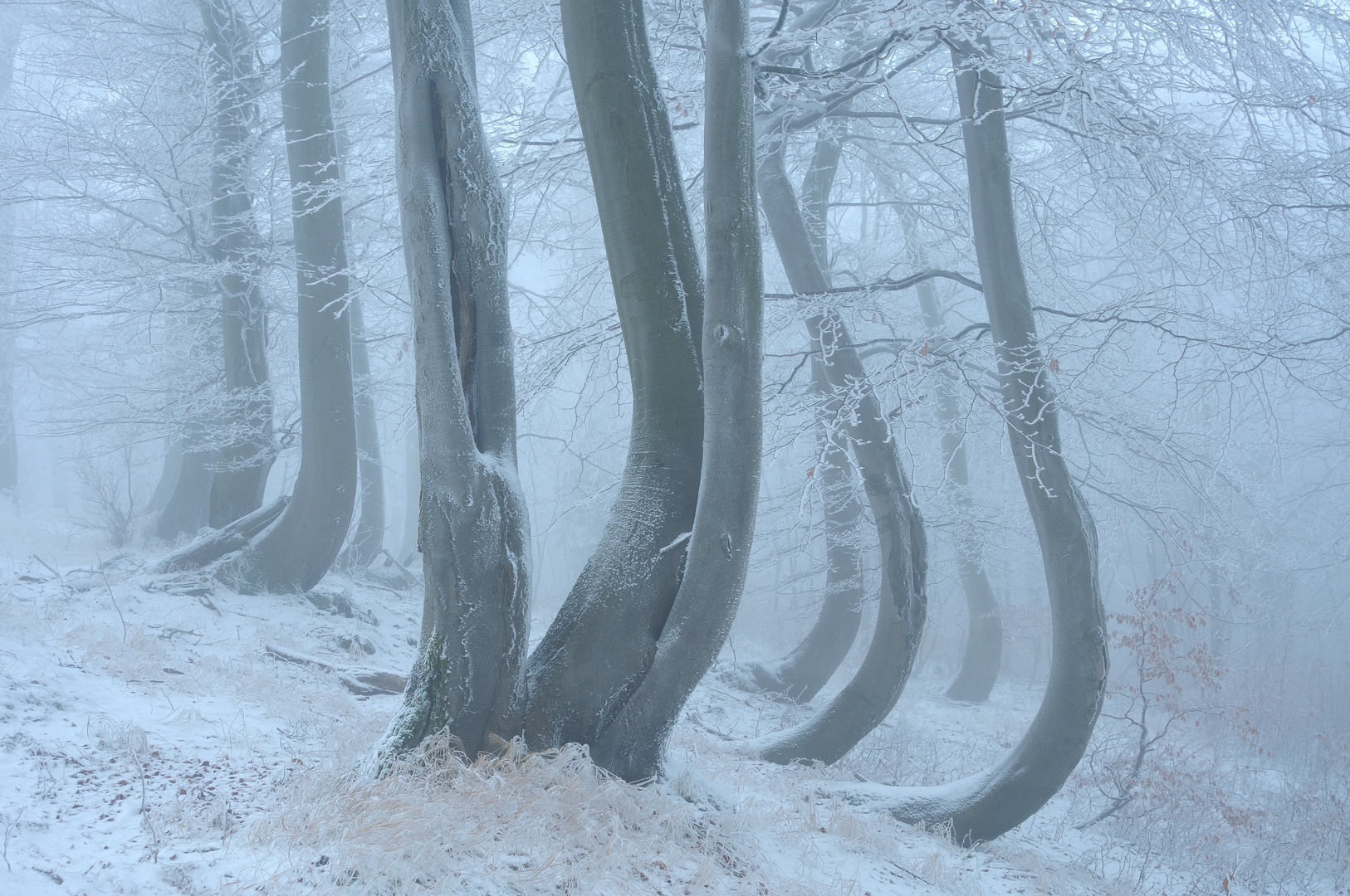 Märchen-Winterwald