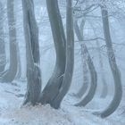 Märchen-Winterwald