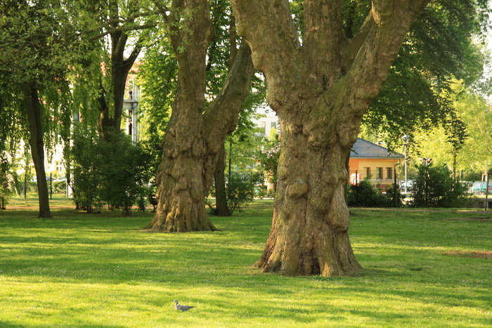 Märchenbäume