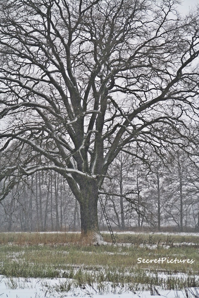 Märchenbaum