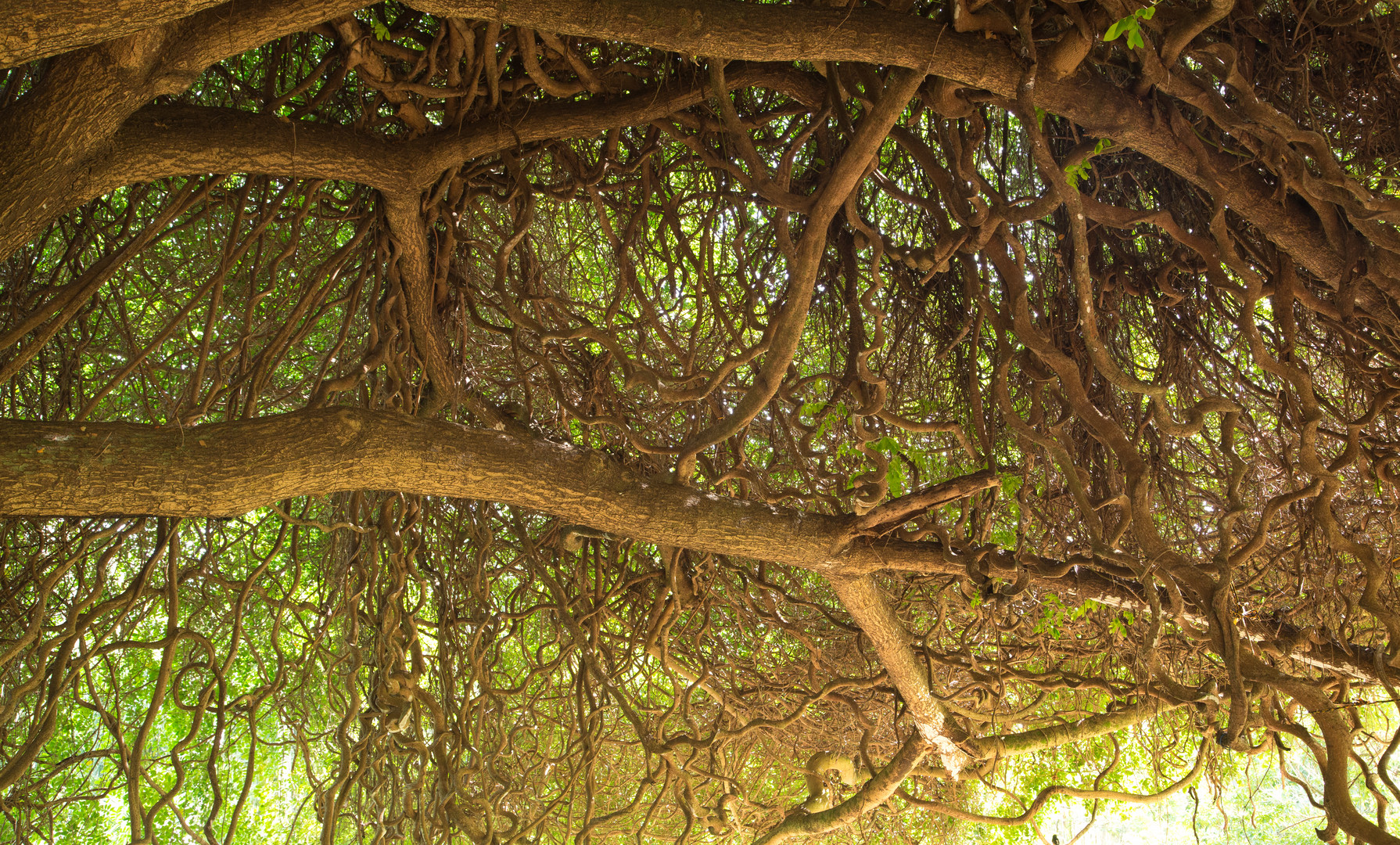"Märchenbaum" im National Tropical Botanical Garden auf Kauai