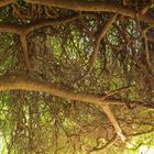 "Märchenbaum" im National Tropical Botanical Garden auf Kauai