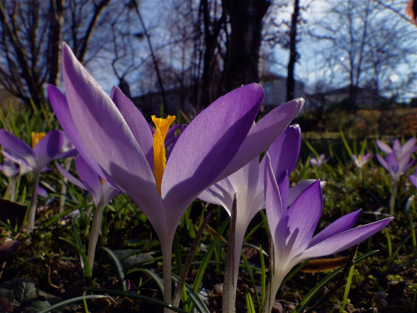 Märchenfeen-krokus