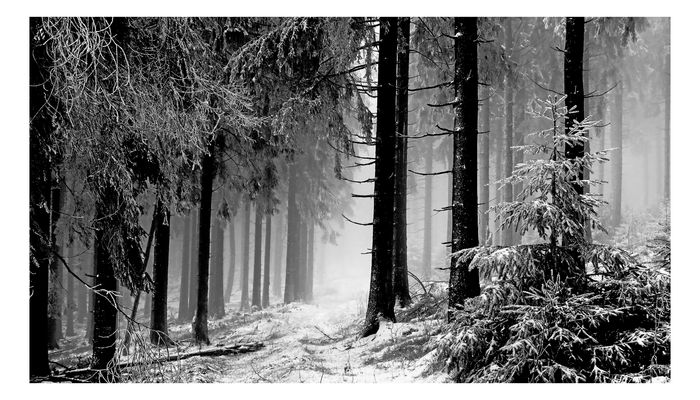 Märchenhaft - Monochrom - Neblig - Geheimnisvoll