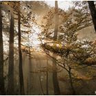 Märchenhaft war der Gang durch den herbstlichen Wald 