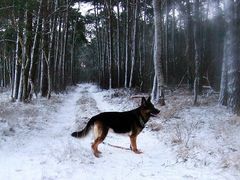 märchenhaft - wo ist Rotkäppchen?