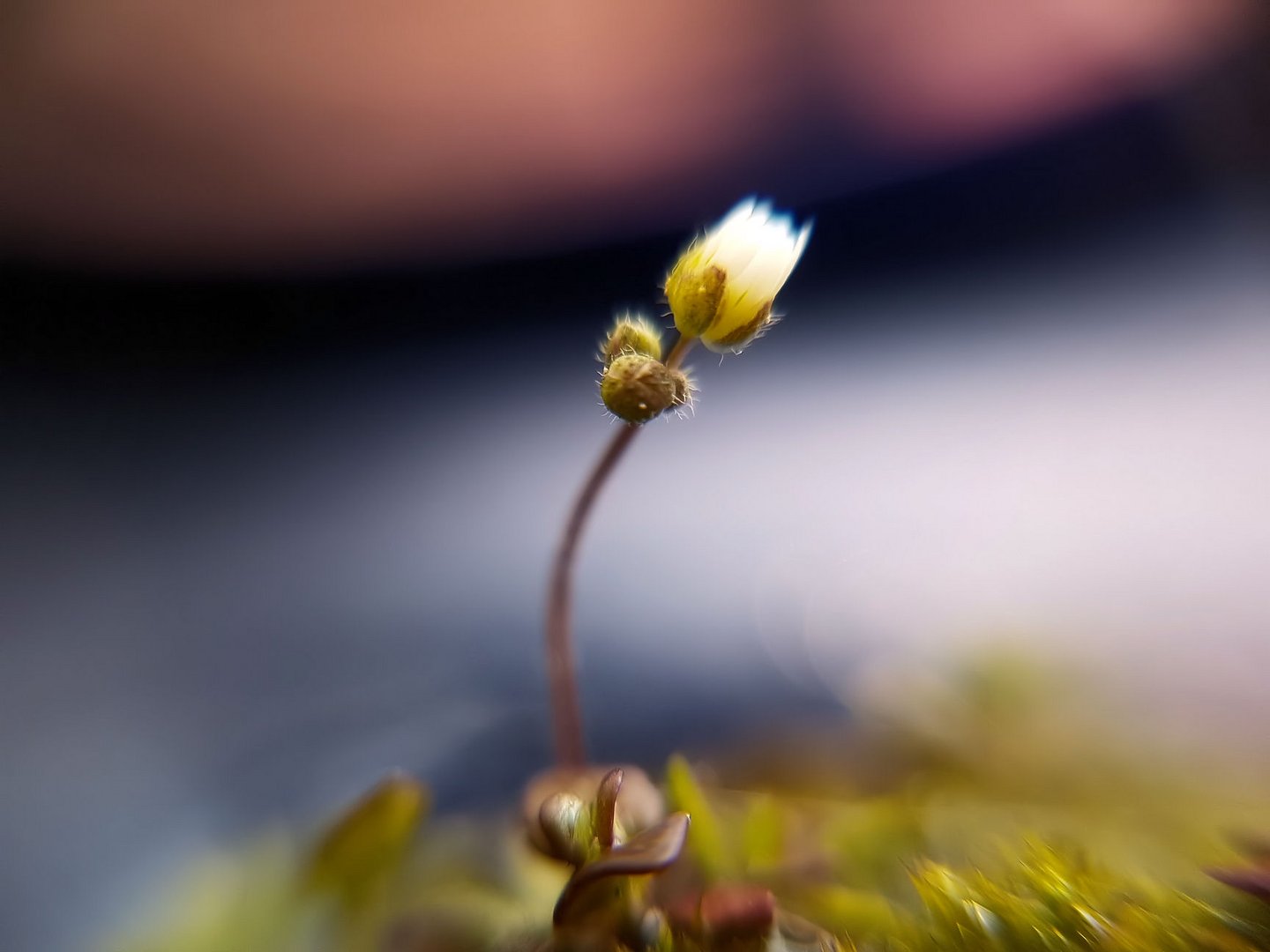 Märchenhafte kleine Moosblüte