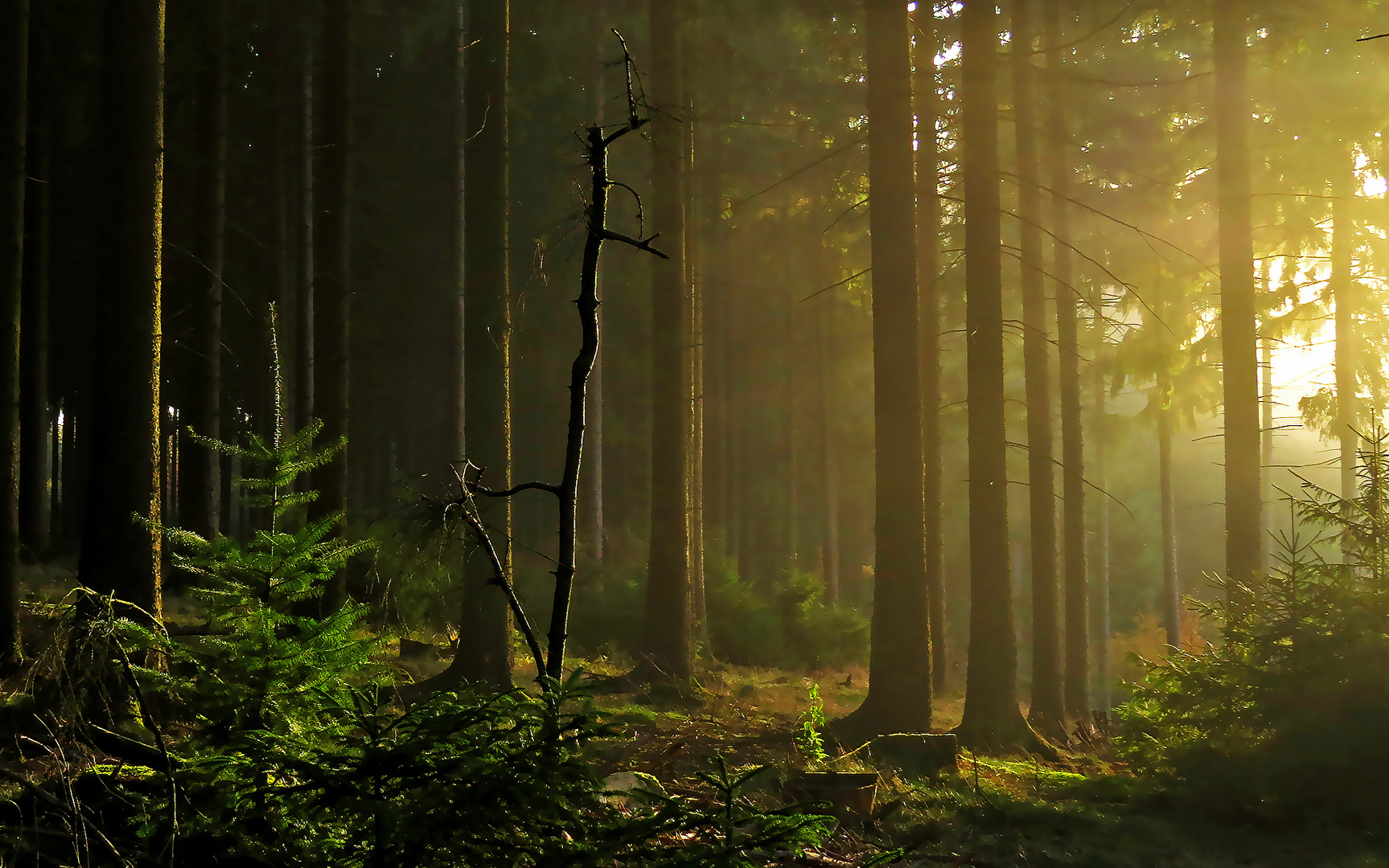 Märchenhafte Lichtstimmung im herbstlichen Fichtenwalde take 2....