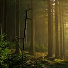 Märchenhafte Lichtstimmung im herbstlichen Fichtenwalde take 2....