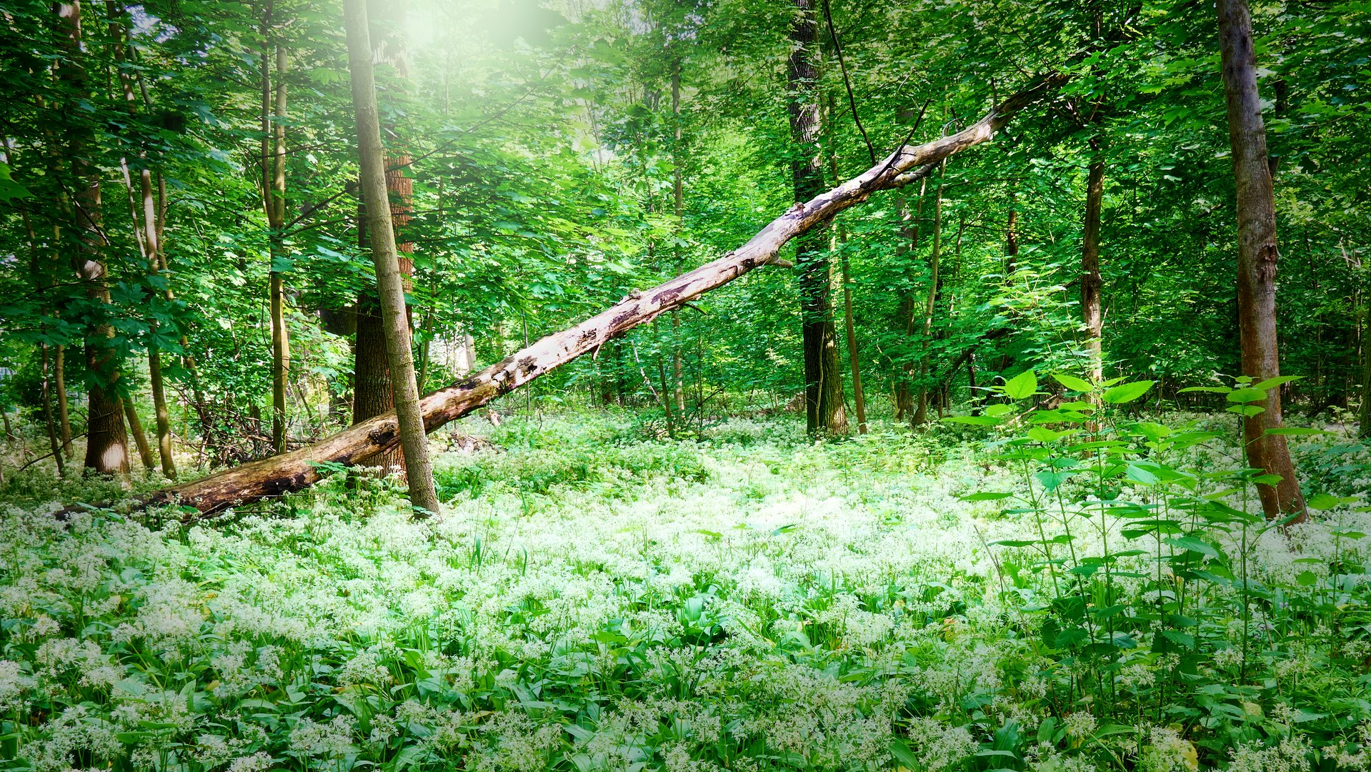 märchenhafte und traumhafte Stimmung mit dem Orton-Effekt