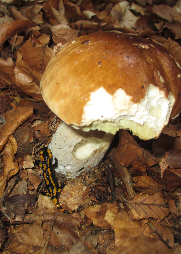 märchenhafte Wald"romantik"