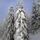 Märchenhafte Winter-Schönheit