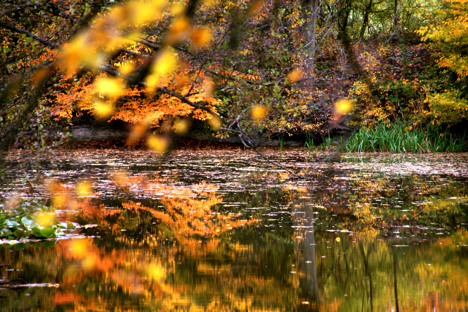 märchenhafter Herbstwald