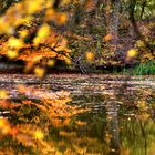 märchenhafter Herbstwald