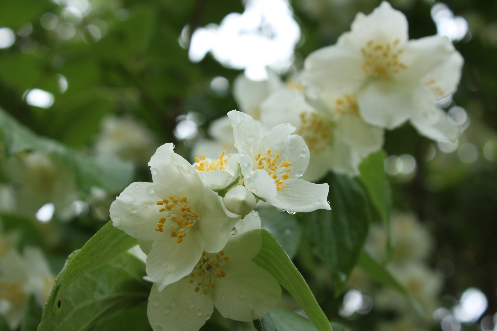 ...märchenhafter Jasmin