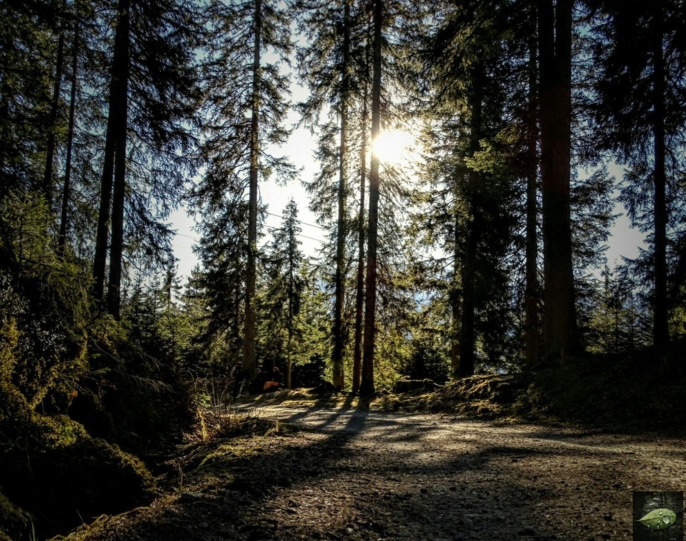 Märchenhafter Waldspaziergang 