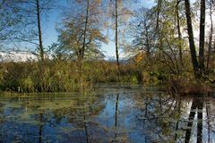 Märchenhafter Weiher am Greifensee