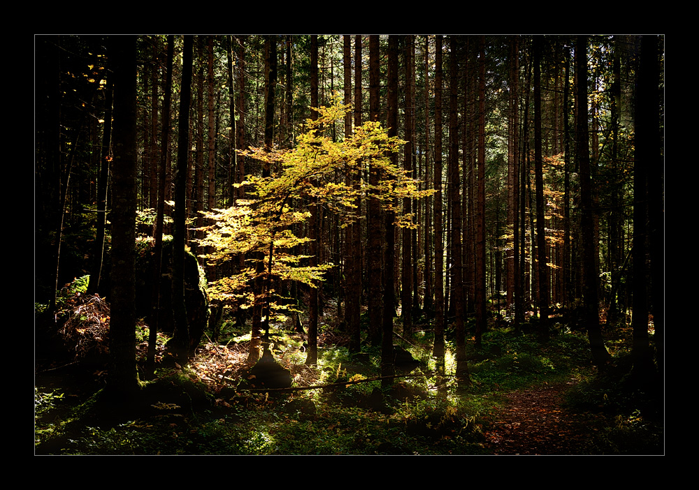 Märchenhafter Zauberwald