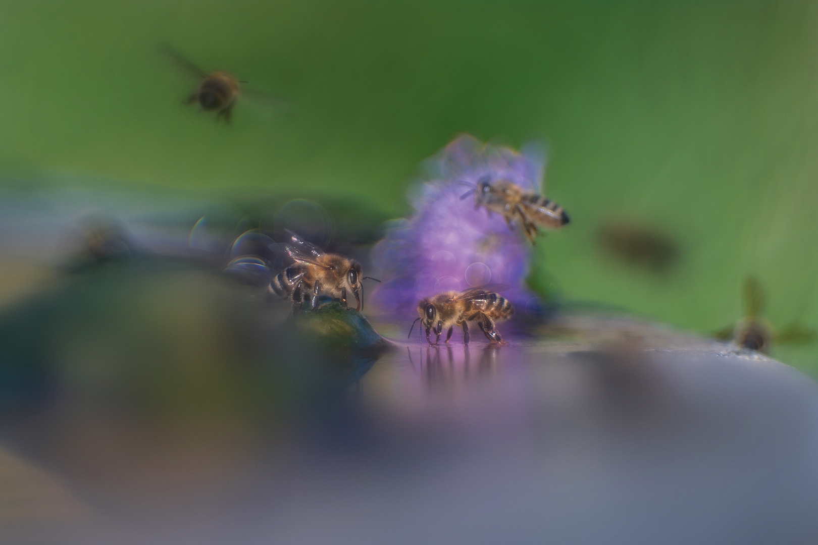 "Märchenland der Bienen"