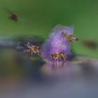 "Märchenland der Bienen"