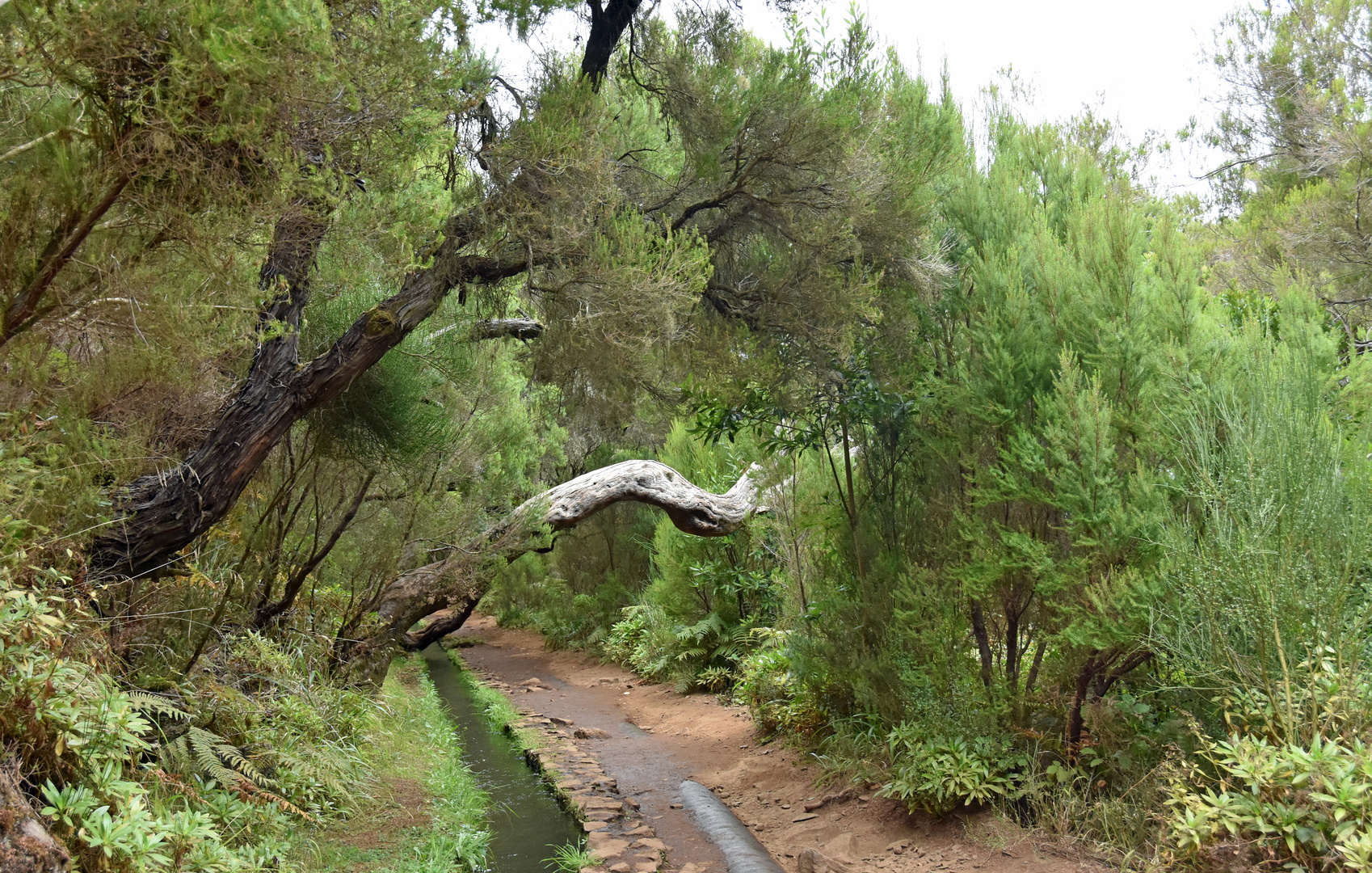 Märchenlandschaft im Tal von Rabacal auf Madeira