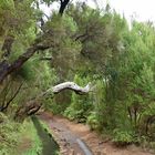 Märchenlandschaft im Tal von Rabacal auf Madeira