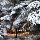 Märchenlicht im Winterwald