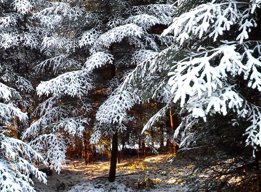 Märchenlicht im Winterwald von Silencio 33 