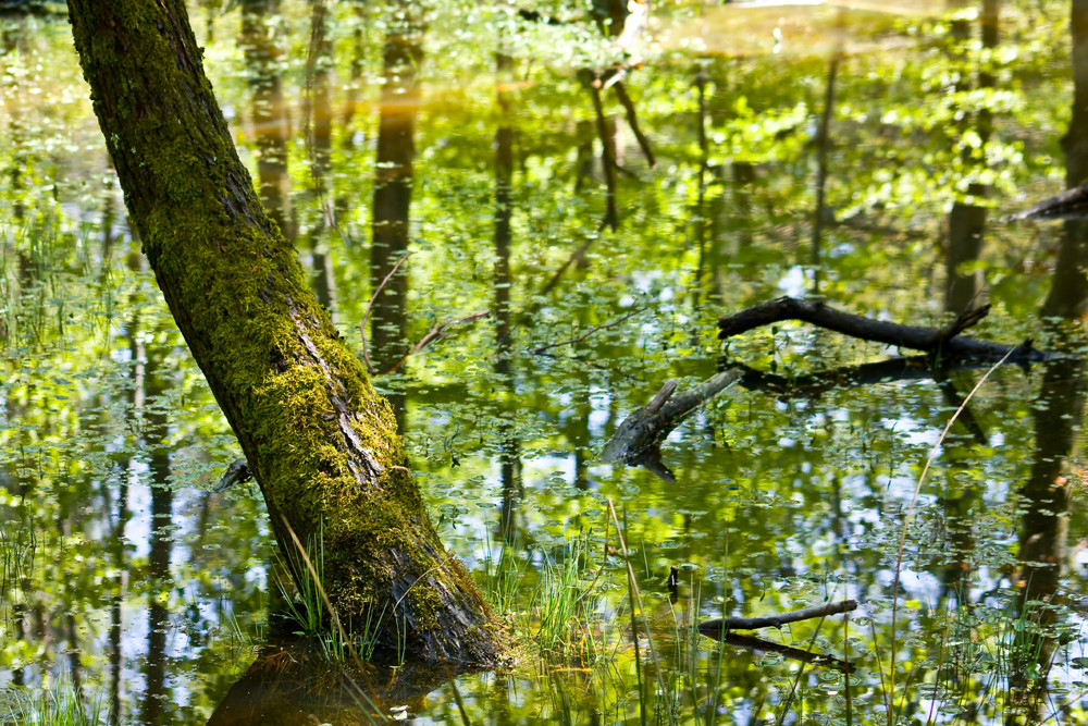 Märchenmoor