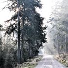 Märchenstimmung im Koboldwald