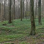 Märchenwald 1