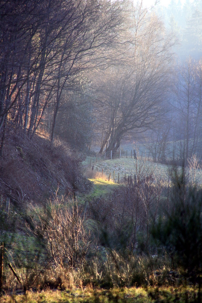 Märchenwald