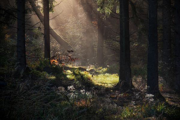 ... Märchenwald ...