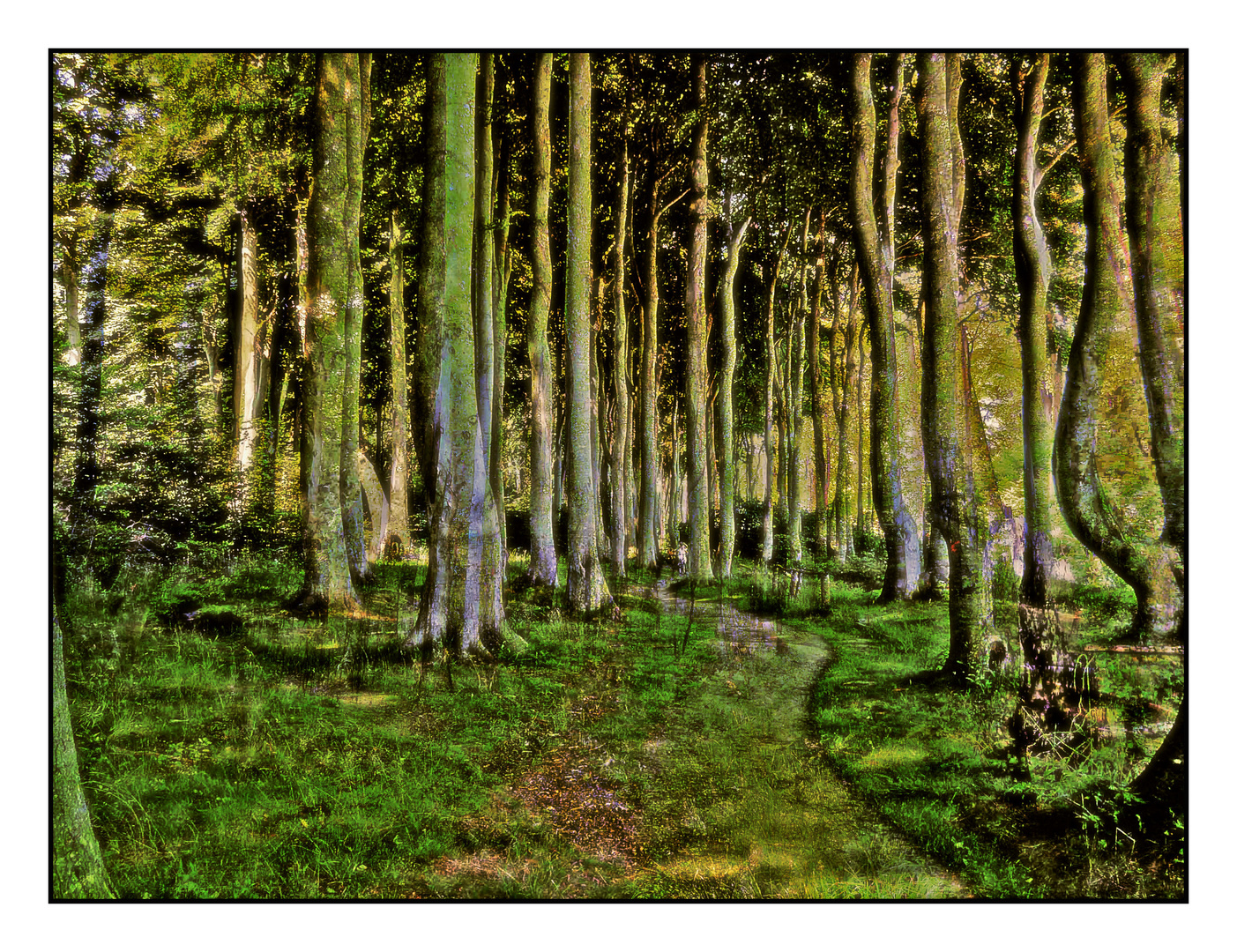 Märchenwald Foto & Bild wald, landschaften, bäume Bilder auf