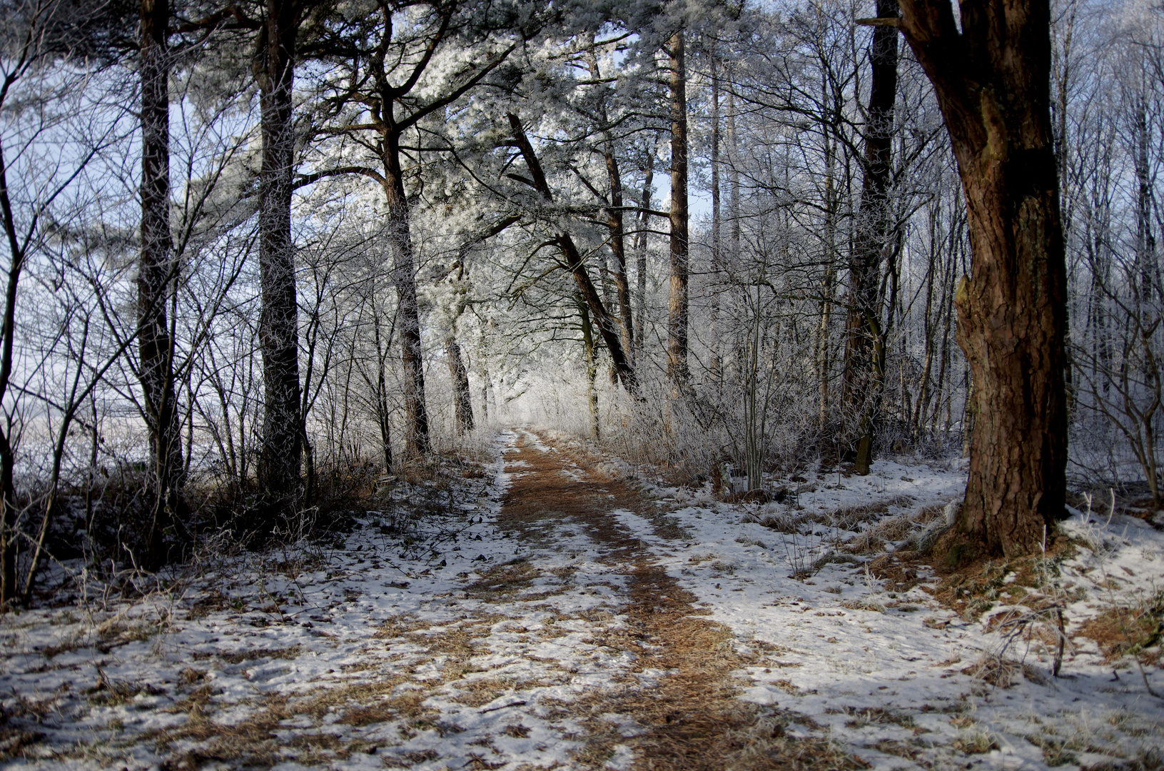 Märchenwald