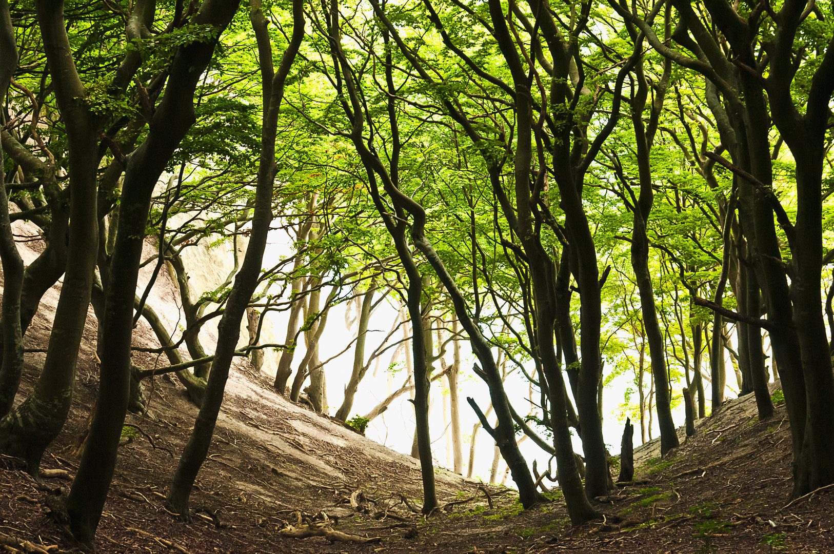 Märchenwald auf Møn's Klint