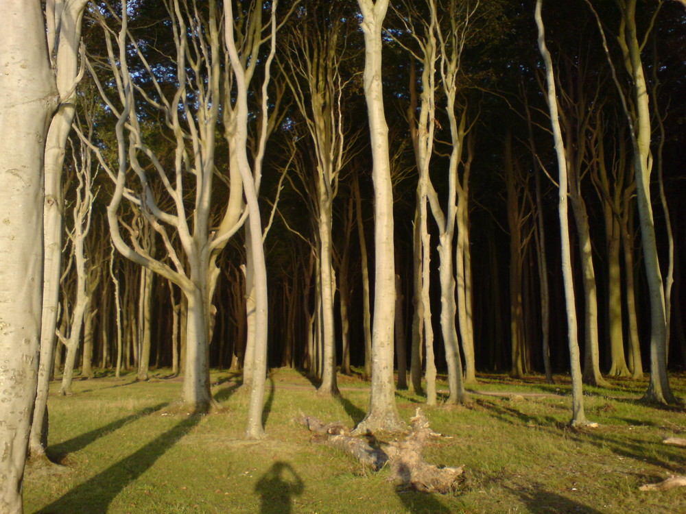 Märchenwald bei Börgerende an der Ostsee