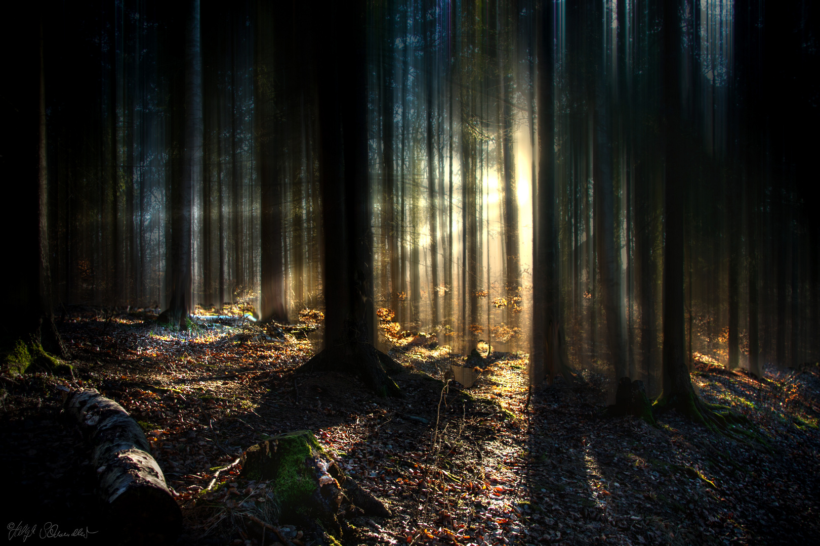 Märchenwald bei Sonnenaufgang