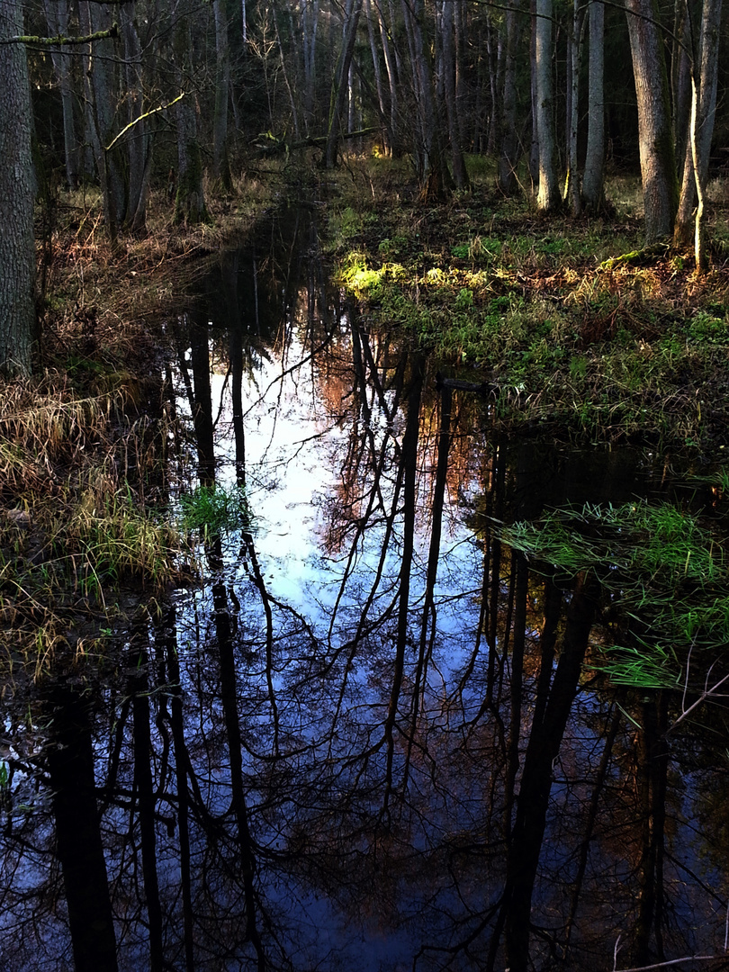 Märchenwald