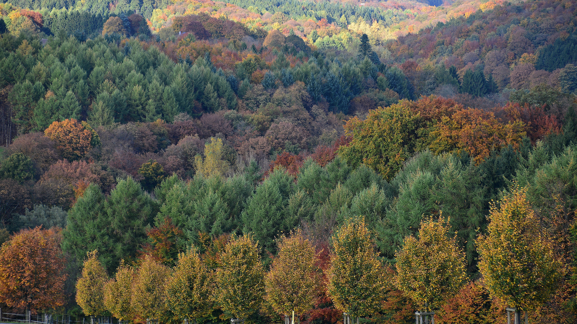 Märchenwald