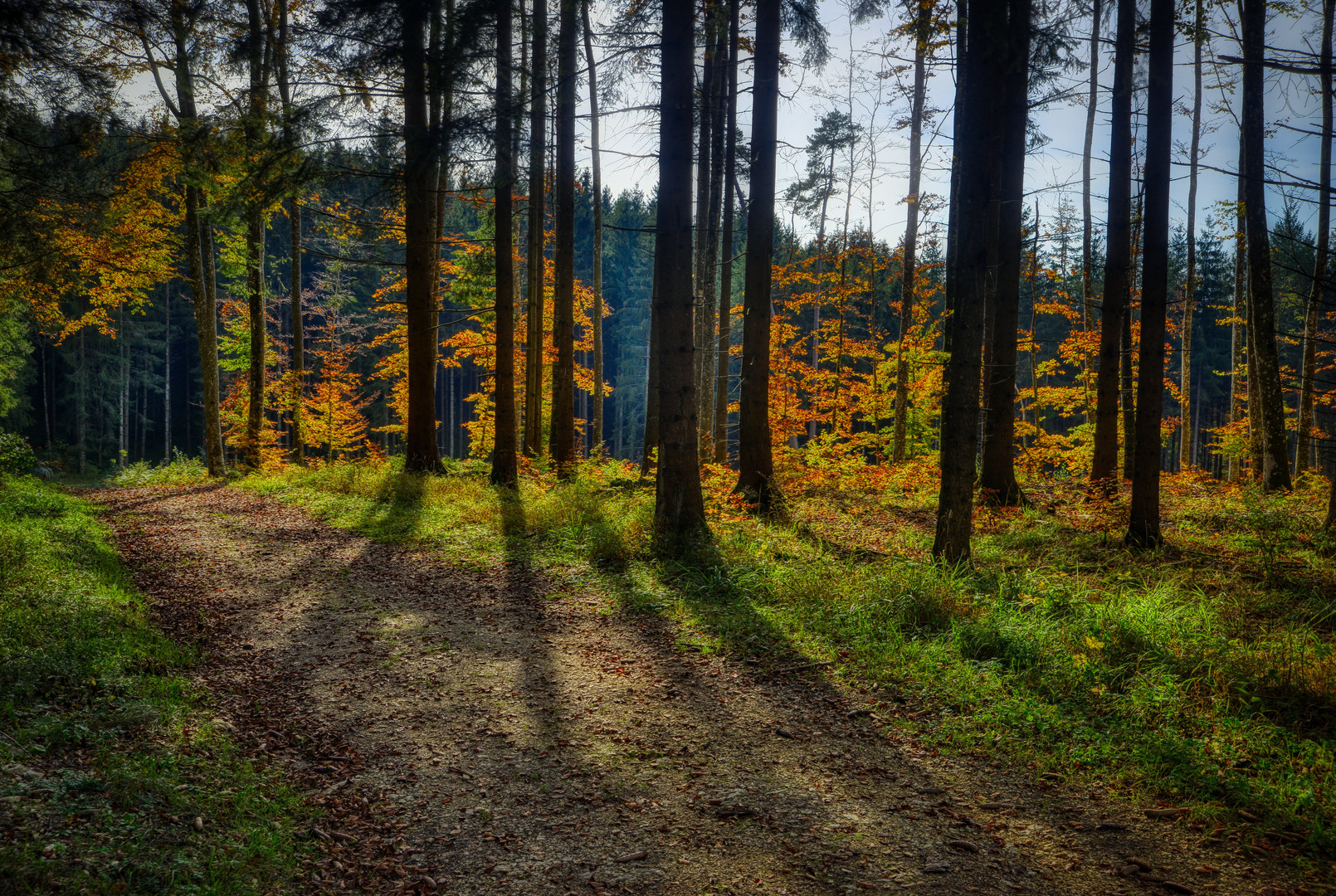 Märchenwald HDR