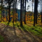 Märchenwald HDR