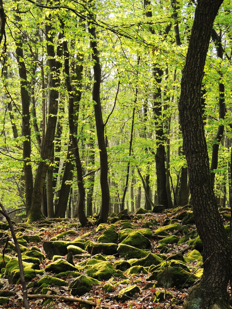 Märchenwald im Böhmischen Mittelgebirge II