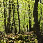 Märchenwald im Böhmischen Mittelgebirge II