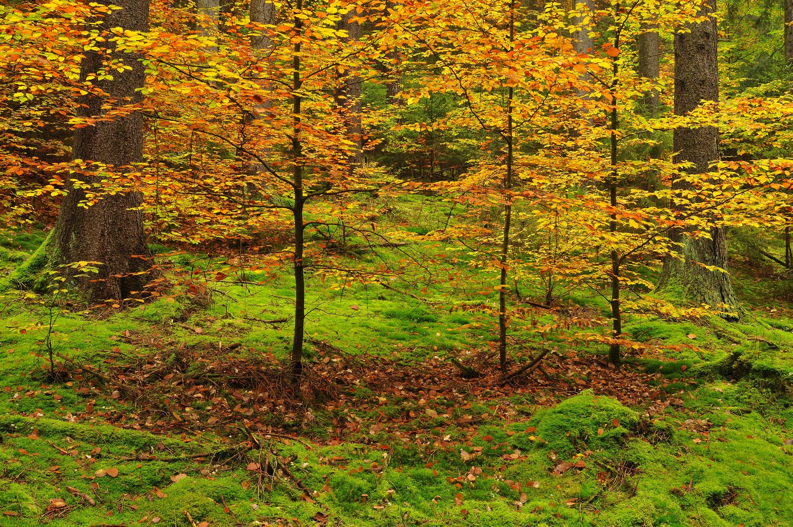 Märchenwald im grüngoldenen Herbstgewand