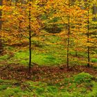 Märchenwald im grüngoldenen Herbstgewand