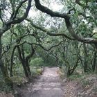 Märchenwald im Nationalpark Bucaco