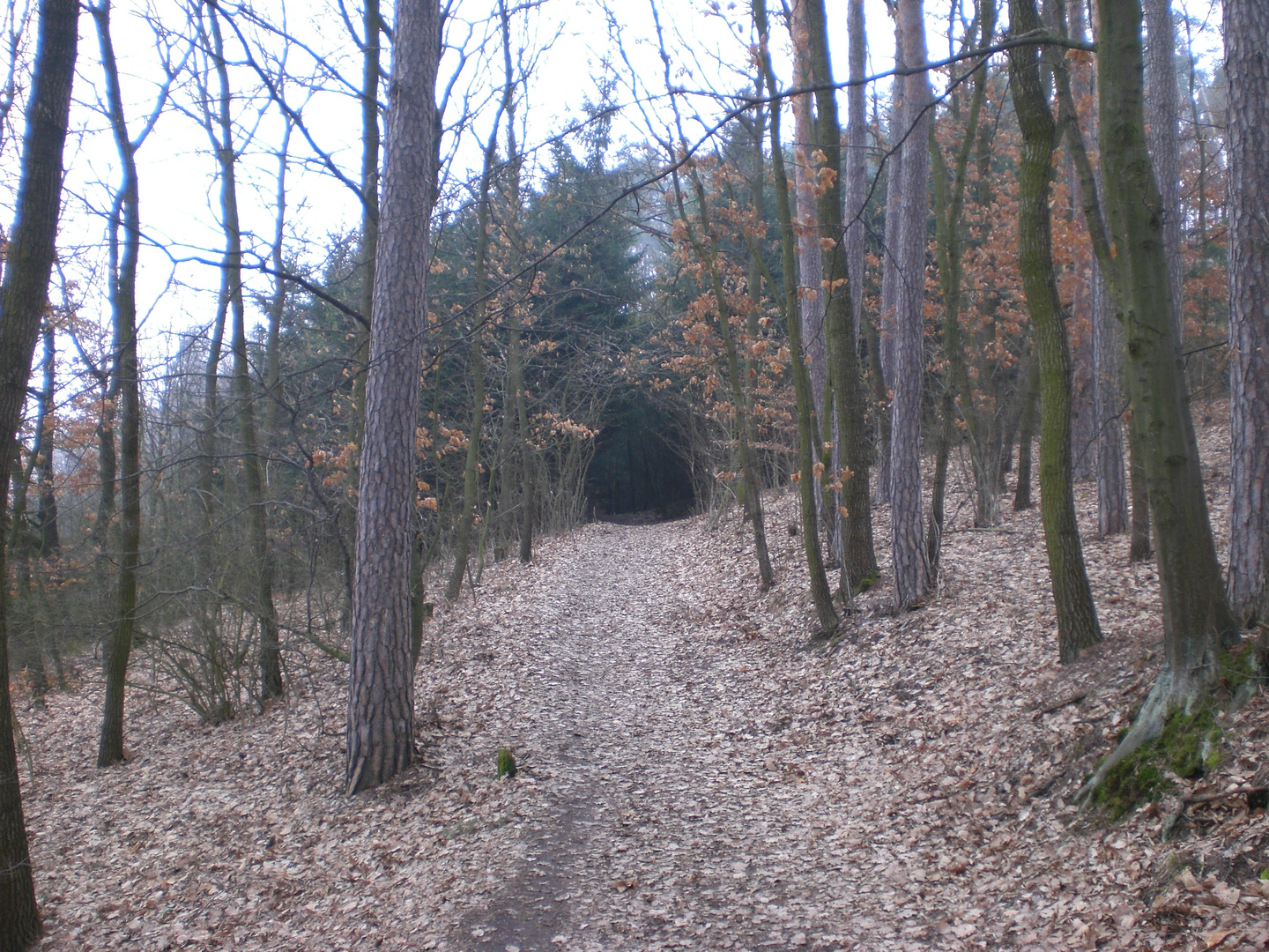 Märchenwald im November